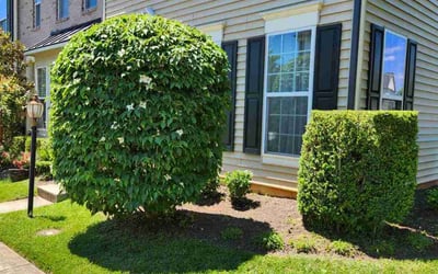 Photo of Bob P.'s yard after getting lawn care in Bristow, VA