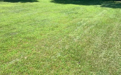 Photo of Danielle S.'s yard after getting lawn care in Elk River, MN