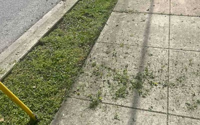 Photo of Robert P.'s yard after getting lawn care in Manlius, NY