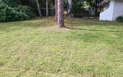 Photo of Lauren J.'s yard after getting lawn care in McLean, VA