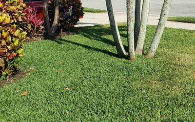 Photo of Andrew H.'s yard after getting lawn care in Bradenton, FL