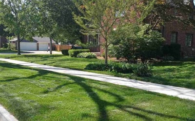 Photo of Kamal L.'s yard after getting lawn care in Berkley, MI