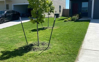 Photo of Dan W.'s yard after getting lawn care in Jarrell, TX
