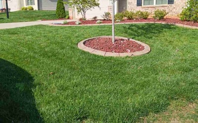 Photo of Kalead B.'s yard after getting lawn care in Madison, NC