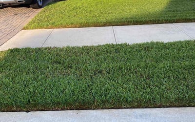 Photo of Ann-Maria C.'s yard after getting lawn care in Lutz, FL