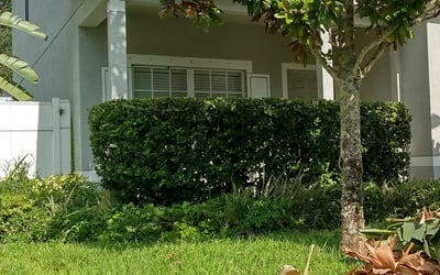 Photo of Kaitlin W.'s yard after getting tree care in La Marque, TX