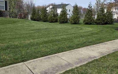 Photo of Mary K.'s yard after getting lawn care in Wynnewood, PA