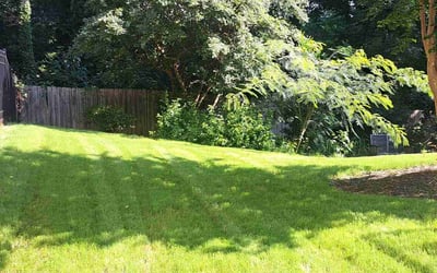 Photo of Theresa B.'s yard after getting lawn care in Hamilton, OH