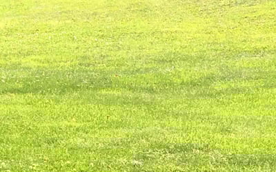 Photo of Angela F.'s yard after getting lawn care in North Haven, CT