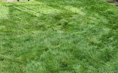 Photo of Sadie C.'s yard after getting lawn care in Tacoma, WA