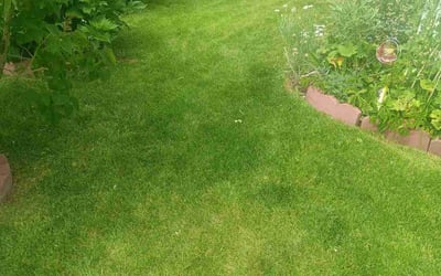 Photo of Stephanie M.'s yard after getting lawn care in Broomfield, CO