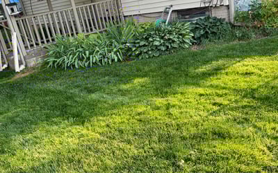 Photo of Randy m.'s yard after getting lawn care in Iowa City, IA