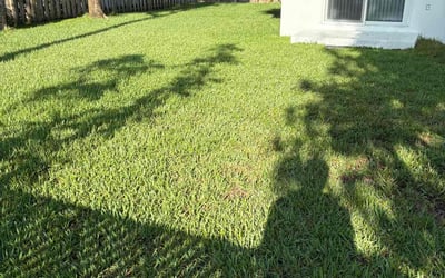 Photo of Clarence D.'s yard after getting lawn care in Denham Springs, LA