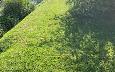 Photo of Teresa L.'s yard after getting lawn care in Baldwin, PA