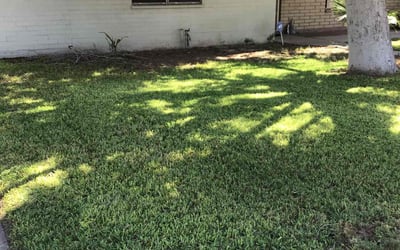 Photo of Tyler G.'s yard after getting lawn care in Glendale, AZ