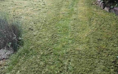 Photo of Joshua P.'s yard after getting lawn care in Woodinville, WA