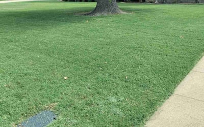 Photo of Haider A.'s yard after getting lawn care in The Colony, TX