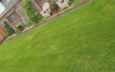 Photo of Saralee S.'s yard after getting lawn care in Rohnert Park, CA