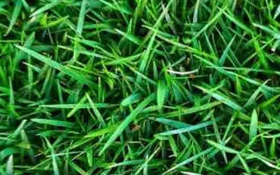 Photo of Val L.'s yard after getting lawn care in Ellicott City, MD