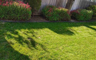 Photo of Erick A.'s yard after getting lawn care in Fresno, CA