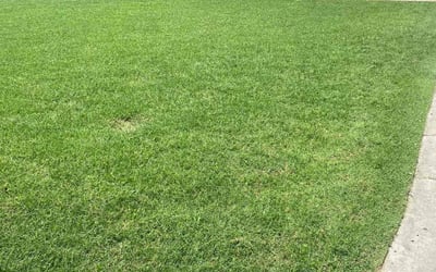 Photo of Stephanie L.'s yard after getting lawn care in Sherwood, AR