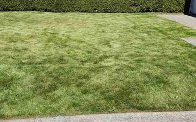 Photo of Darla B.'s yard after getting lawn care in Federal Way, WA
