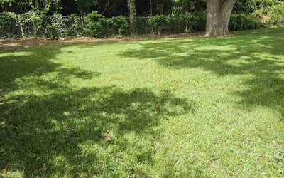 Photo of Caz N.'s yard after getting lawn care in Savannah, GA
