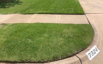 Photo of Kat B.'s yard after getting lawn care in Fort Collins, CO