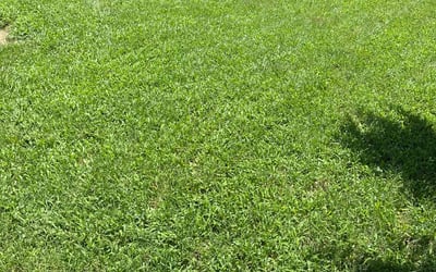 Photo of Amber H.'s yard after getting lawn care in Collinsville, OK