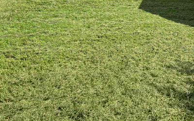 Photo of Patricia B.'s yard after getting lawn care in Riverdale, MD