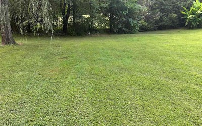 Photo of Janelle G.'s yard after getting lawn care in Galveston, TX