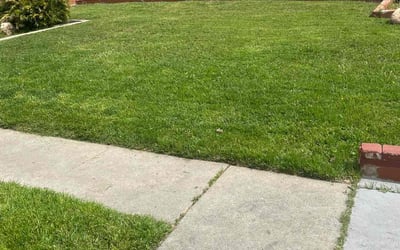 Photo of Lara C.'s yard after getting lawn care in Van Nuys, CA