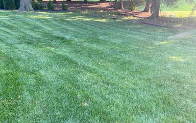 Photo of Hebbah S.'s yard after getting lawn care in Troy, MI