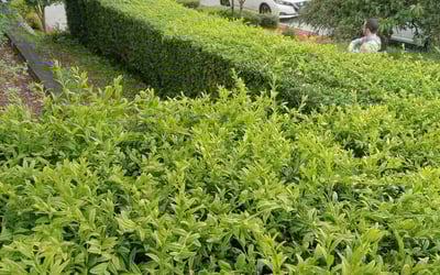 Photo of Thanh N.'s yard after getting lawn care in Savage, MN