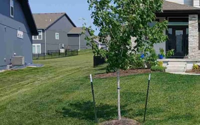Photo of Valon T.'s yard after getting lawn care in Paola, KS