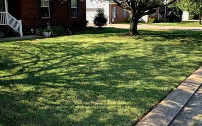 Photo of Gracie G.'s yard after getting lawn care in Murfreesboro, TN