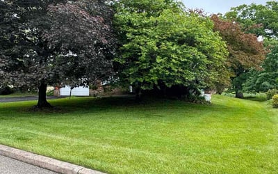 Photo of Angela W.'s yard after getting lawn care in Blue Bell, PA