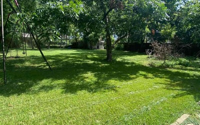 Photo of Tracy H.'s yard after getting lawn care in Bellaire, TX