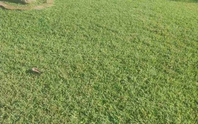 Photo of Shanequa S.'s yard after getting lawn care in Palm Beach, FL