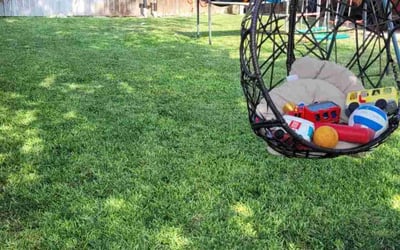 Photo of Tanika A.'s yard after getting lawn care in Big Bear Lake, CA