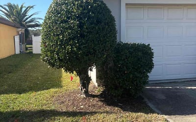 Photo of Keyy R.'s yard after getting tree care in Westminster, MD