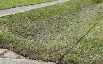 Photo of William C.'s yard after getting lawn care in Bridgewater, NJ