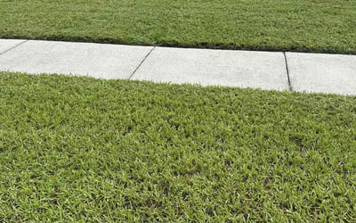 Photo of Jeremiah R.'s yard after getting lawn care in Fruitland Park, FL