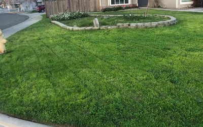 Photo of DARYL J.'s yard after getting lawn care in Ceres, CA