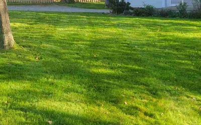 Photo of Alex K.'s yard after getting lawn care in New London, CT