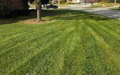 Photo of Shelby K.'s yard after getting lawn care in Riverview, MI