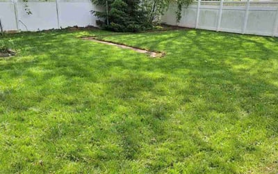Photo of Dominique C.'s yard after getting lawn care in Exton, PA