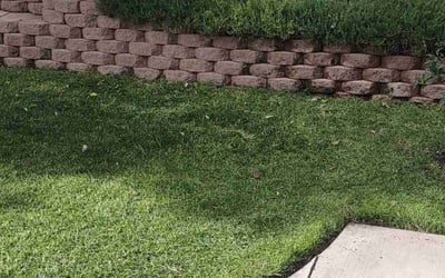 Photo of Amman A.'s yard after getting lawn care in Camarillo, CA