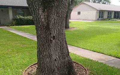Photo of Aaron M.'s yard after getting lawn care in Friendswood, TX