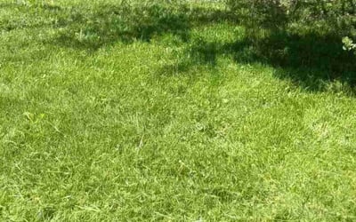 Photo of FRED H.'s yard after getting lawn care in Clinton Township, MI